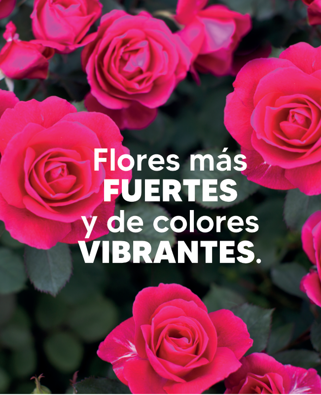 FloresRosales img4