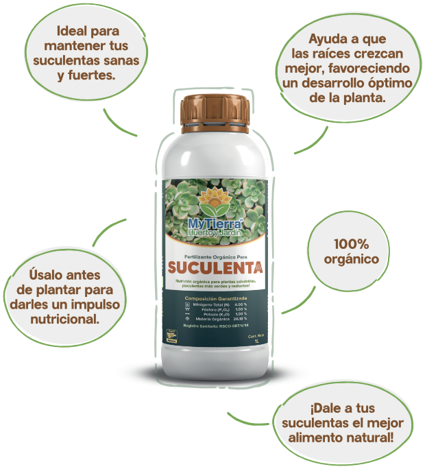 suculenta img3