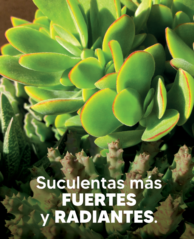 suculenta img5