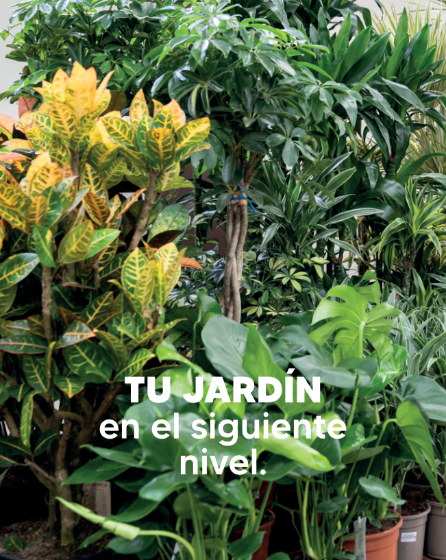 todoverde img4